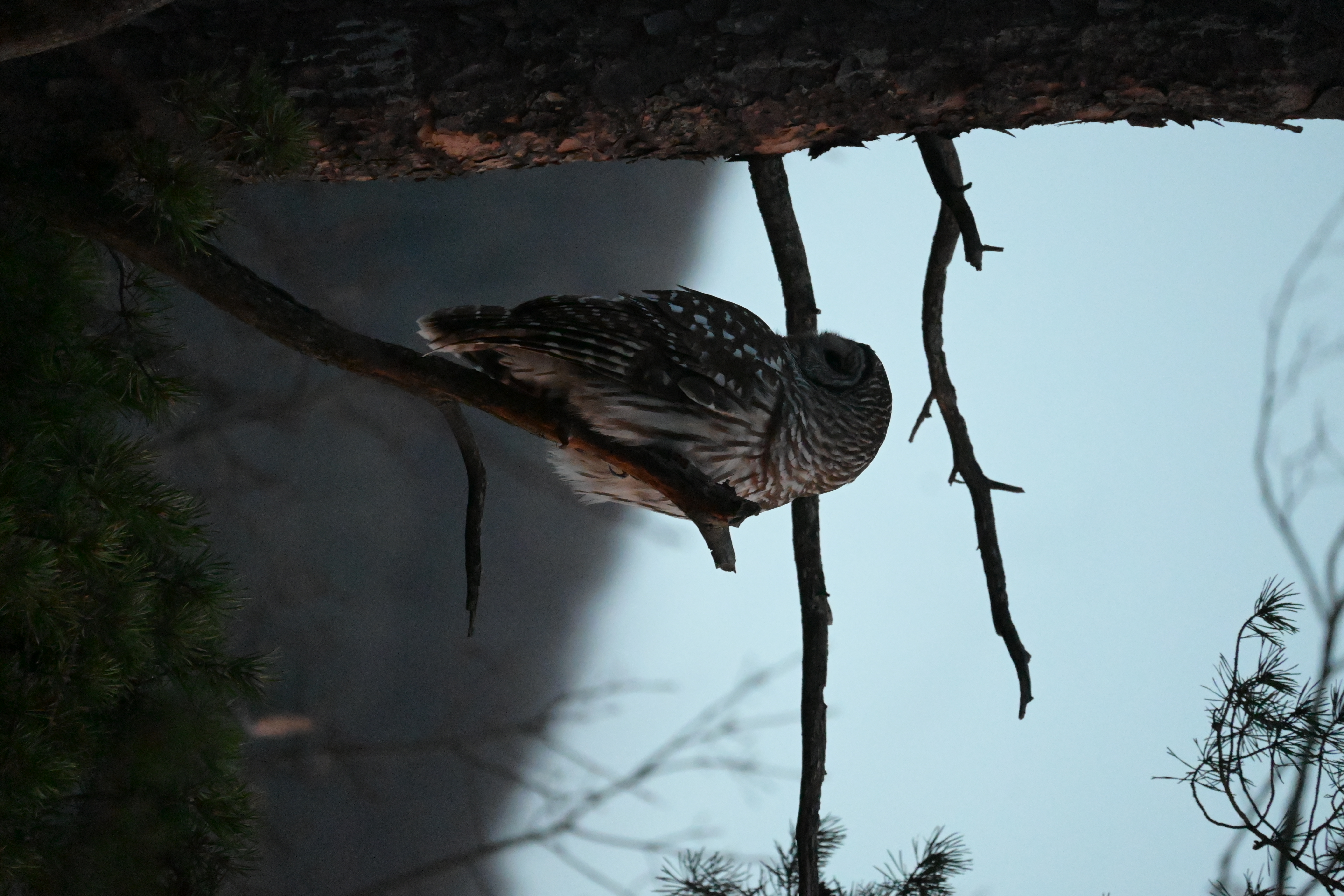 Owl